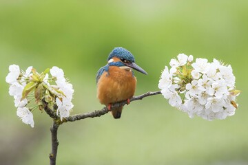 Kingfisher (Alcedo atthis) sitting on blooming branch, wild cherry (Prunus avium), Hesse, Germany, Europe