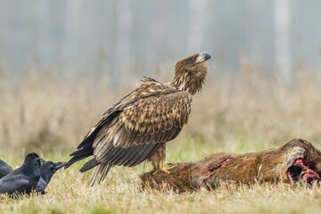 Young Eagle (Haliaeetus albicilla), with ravens (Corvus corax) on dead deer, Masuria, Poland, Europe