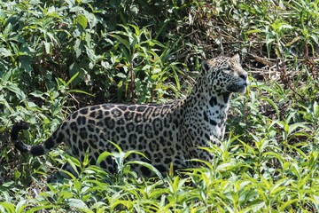 Female Jaguar (Panthera onca) in the vegetation, Cuiaba river, Pantanal, Mato Grosso, Brazil, South America