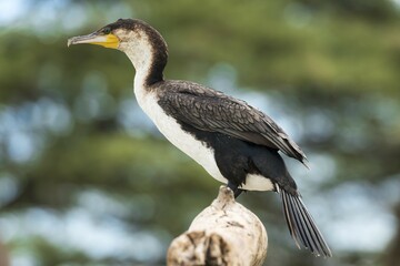 White-breasted cormorant (Phalacrocorax lucidus), Lake Baringo, Kenya, Africa