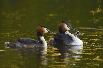 Two Great crested grebe (Podiceps cristatus) with chicks, Texel, North Holland, Netherlands
