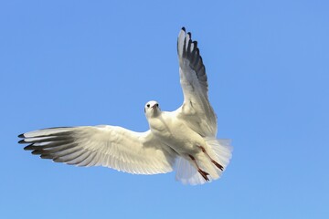Black-headed gull (Chroicocephalus ridibundus) in flight, blue sky, Kemnade, North Rhine-Westphalia, Germany, Europe