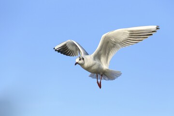 Black-headed Gull (Chroicocephalus ridibundus) in flight against a blue sky, North Rhine-Westphalia, Germany, Europe