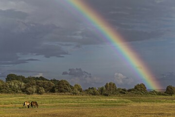 Rainbow, meadow with horses, near monastery, Hiddensee, Mecklenburg-Western Pomerania, Germany, Europe