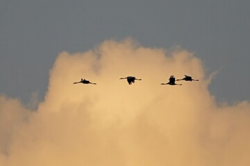 Common cranes (Grus grus), flying in a row in front of cloud, Western Pomerania Lagoon Area National Park, Mecklenburg-Western Pomerania, Germany, Europe