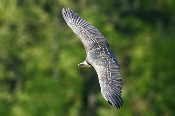 Griffon vulture (Gyps fulvus) flying, Germany, Europe