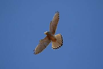 Common Common Kestrel (Falco tinnunculus) gliding, blue sky, Schleswig-Holstein, Germany, Europe