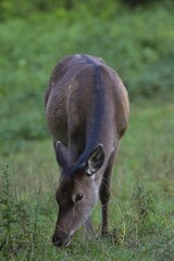 Reed deer (Cervus elaphus), feeding hind, Arnsberg Forest, North Rhine-Westphalia, Germany, Europe