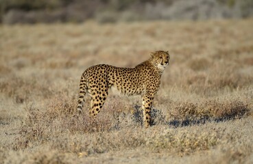Cheetah (Acinonyx jubatus), male stands in dry grassland, near Namutoni, Etosha National Park, Kunene region, Namibia, Africa