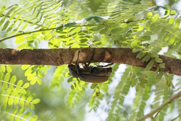 Elephant beetle (Megasoma elephas) ​​climbing on branch, Limon province, Costa Rica, Central America