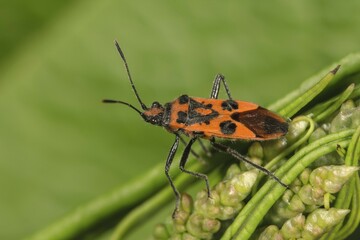 Scentless plant bug (Corizus hyoscyami) Baden-Württemberg, Germany, Europe