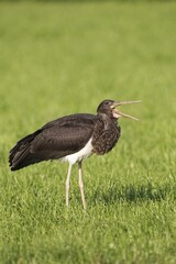 Black Stork (Ciconia nigra), juvenile bird swallowing an earthworm, Allgäu, Bavaria, Germany, Europe
