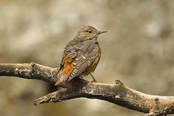 Common Rock Thrush (Monticola saxatilis), Alpine Zoo Innsbruck, Austria, Europe