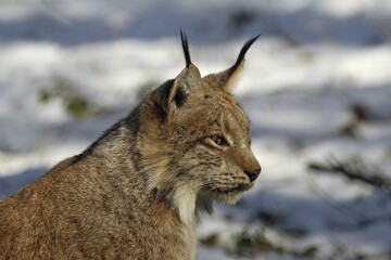 Lynx (Felis lynx) portrait, captive, Bavaria, Germany, Europe