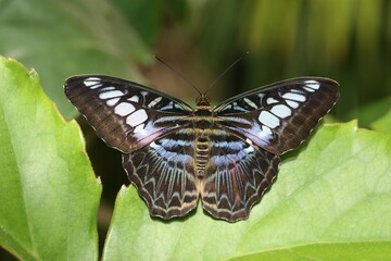 Blue Clipper (Parthenos sylvia lilacinus), Asia