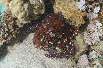 Great Blue Octopus (Octopus cyaneus), Dive Site House Reef, Mangrove Bay, El Quesir, Red Sea, Egypt, Africa