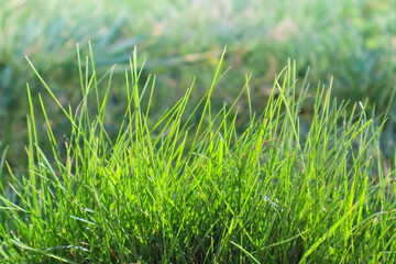 Green grass background with selective focus. Beautiful nature landscape. Lush Green Blades of Grass