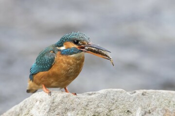 Female kingfisher (Alcedo atthis) with prey on stone, Hesse, Germany, Europe