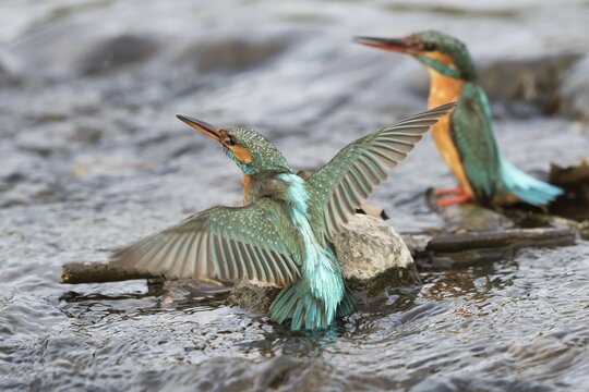 Kingfisher (Alcedo atthis), female overawing in the water, the territory defense, Hesse, Germany, Europe