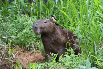 Capybara (Hydrochaeris hydrochaeris) with a Black-capped Donacobius (Donacobius atricapilla) on the back, Pantanal, Mato Grosso, Brazil, South America