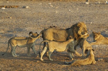 Lion (Panthera leo), male is affectionally greeted by the cubs of the pride, Etosha National Park,...