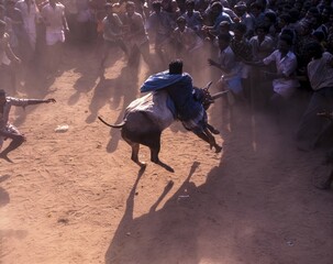 Jallikattu in Alanganallur near Madurai, Tamil Nadu, India, Asia