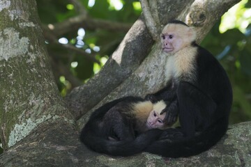 White-headed capuchin (Cebus capucinus) sitting in a tree, Manuel Antonio National Park, Puntarenas Province, Costa Rica, Central America
