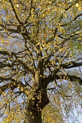 Beech (Fagus) in autumn, treetop with yellow leaves, Scotland, Great Britain