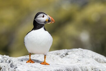 Fototapeta premium Puffin (Fratercula arctica), Farne Islands, Northumberland, England, United Kingdom, Europe