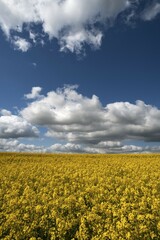 Obraz premium Rapeseed (Brassica napus) field, flowering, clear sky, Mecklenburg-Western Pomerania, Germany, Europe