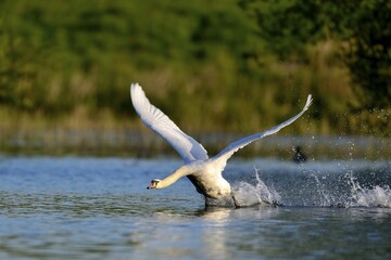 Mute swan (Cygnus olor) in water, attacking, Rheinberg, Lower Rhine North Rhine-Westphalia, Germany, Europe