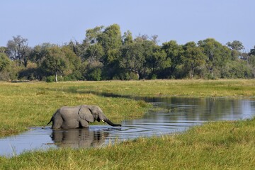 Elephant (Loxodonta africana) in swampy terrain, crosses the Khwai River, Khwai Region, North-West District, Okavango Delta, Botswana, Africa