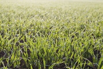 Grain, sprouting, with dew in backlight, agriculture, background image