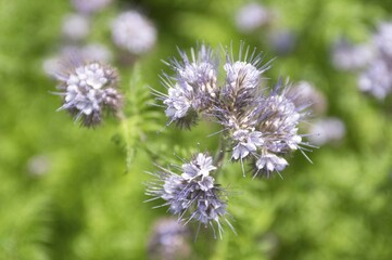 Phacelia Phacelia tanacetifolia used as organic fertilizer or green dung on a acre