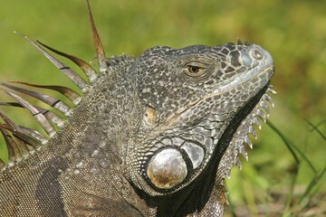 Head of an iguana Florida