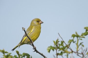 European greenfinch (Carduelis chloris)