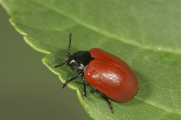 Chrysomela populi (Chrysomela populi) on leaf, Baden-Württemberg, Germany, Europe