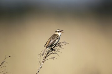 Sedge Warbler (Acrocephalus schoenobaenus), singing, Burgenland, Austria, Europe