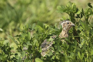 Common quail (Coturnix coturnix) in field, Lower Austria, Austria, Europe