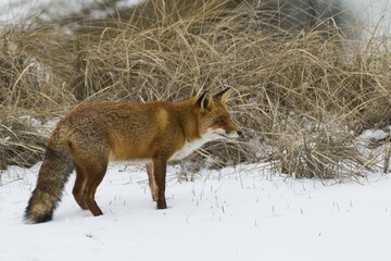 Red fox (Vulpes vulpes) standing in the snow, North Holland, Netherlands