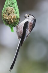 Long-tailed tit (Aegithalos caudatus) feeds tit dumplings, winter feeding, Lower Saxony, Germany, Europe