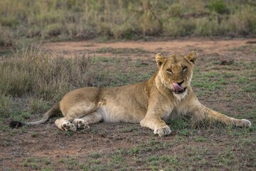 Lioness (Panthera leo), Sabi Sands Game Reserve, Sabi Sabi Bush Lodge, South Africa, Africa