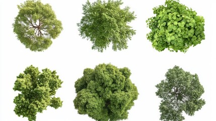 Various green tree top canopies displayed in different shapes and sizes, showcasing natural diversity in foliage and form