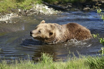 European brown bear (Ursus arctos) in water, captive, Norway, Europe