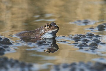 Common frog (Rana temporaria) spawning in waters, Emsland, Lower Saxony, Germany, Europe