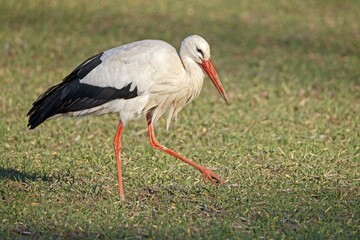 White stork (Ciconia ciconia) runs in a meadow, Germany, Europe