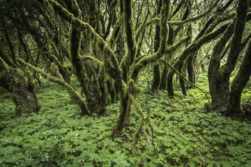 Obraz premium Cloud forest, laurel forest, Garajonay National Park, UNESCO World Heritage Site, La Gomera, Canary Islands, Spain, Europe