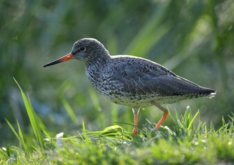 Common redshank (Tringa totanus), runs in meadow, captive, Germany, Europe