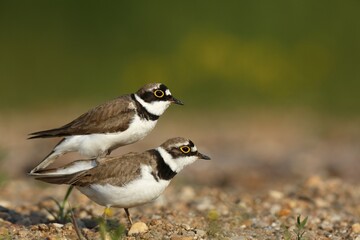 Little ringed plovers (Charadrius dubius), mating animal couple, Middle Elbe Biosphere Reserve,...