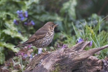 Song thrush (Turdus philomelos) sits on deadwood, Emsland, Lower Saxony, Germany, Europe